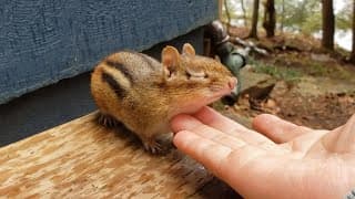 흙 털어주는데 오히려 좋아하니깐 당황스러움;; What Happens When I Try To Brush Dirt Off A Chipmunk?