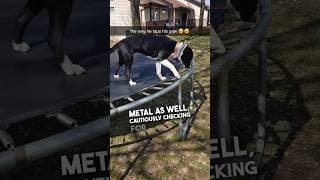 This dog is so smart ❤️🥹 #shorts