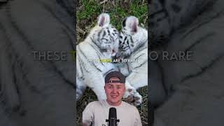 This Down Syndrome Tiger is NOT As it Seems 🥺