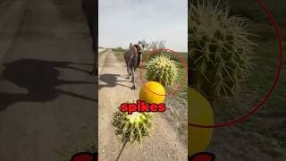 Camel Eats Cactus