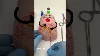 Can Doodles Really Master Fruit Surgery in Just 1 Hour?