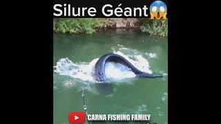 😱 Silure Géant 🎣 #fishing #fish #silure
