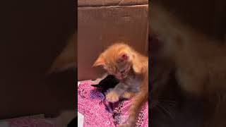 c magnifique vidéo chat oronge ☺️☺️☺️☺️☺️☺️☺️☺️☺️☺️☺️☺️☺️☺️☺️☺️☺️