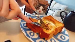 Hi from Ms Shi and Jumbo~| Let's make an Air Fryer Egg Sandwich with a Jimbo