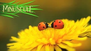 Minuscule - Night Of The Mandibles / La nuit des Mandibules