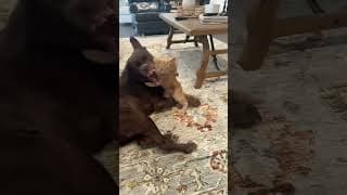 très mignon petite chaton d'amour