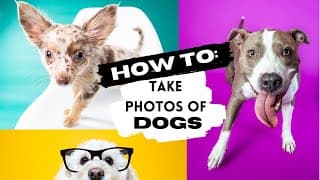 HOW TO: Take BETTER PHOTOS of YOUR DOG! Up your dog photography game for your pets instagram!