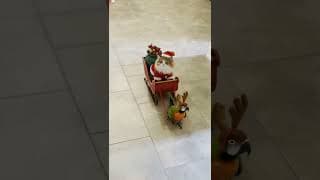 This Is the Cutest Christmas Chaos Ever - Cat Santa And Parrot Reindeer #shorts