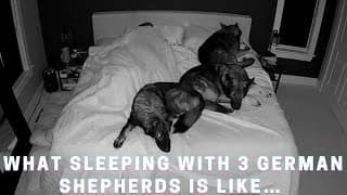 What Sleeping With Three German Shepherds Is Like