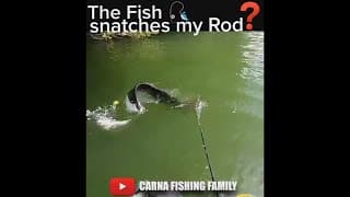 😨 Fish snatches my ROD ? #catfish #silure #shorts