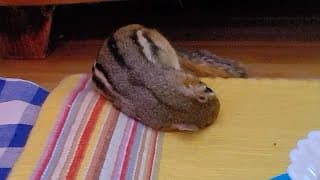 집안에 작은 집을 만들어 줬더니 낮잠까지 자는 다람쥐 쳐키 I Made A Little House In My Home For Chipmunk Chucky