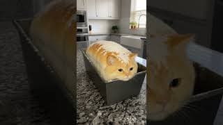 Your Cat Enters Loaf Mode #shorts #cat #cats
