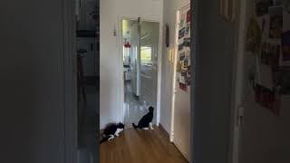 très drôle le chat 😜 🐱 😜 🐱 😜 🐱 😜 🐱 😜 🐱 😜 #cat #questcequejedevraischoisir