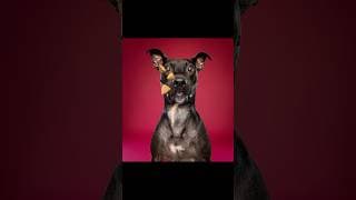 My dog can’t catch treats photoshoot 🐶🐶 Who did it better?