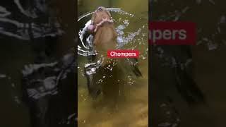 How The Animals Eat On Thanksgiving 😋🦃 #shorts #thanksgiving