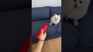 Nico: ketchup bath 🫢#funny #prank #dog #SmartNico #ketchupprank