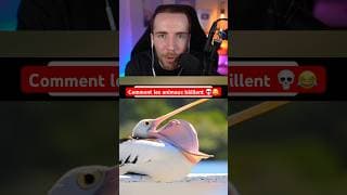 COMMENT LES ANIMAUX BÂILLENT 💀😂
