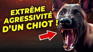 L'extrême agressivité d'un chiot