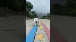Nico: you almost hurt my hand! 😭#cute #dog #doglover #funnymoments #smartnico