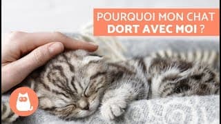 Pourquoi mon chat dort avec moi ? – 5 raisons que vous allez adorer !