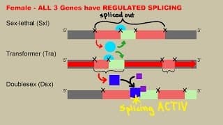 Drosophila Sex Determination - Including mRNA Splicing Explanation