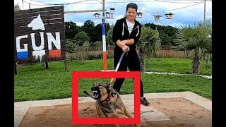 CHIEN AGRESSIF - MAL DIAGNOSTIQUÉ !