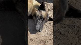 さよならが分からなかった犬 #shorts