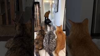 When my cats think I’m a serial ki!!er 🤣 #catshorts #funnycats #viralvideos #funnyvideo #halloween