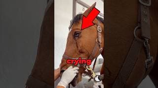 Horse Crying Tears