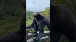 Top 3 Most Bizarre Monkey Sounds Ever Caught On Camera!