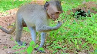 Little monkey playing dick of his friend