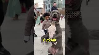 Impactante Ataque a Perro Inocente 🐶😱