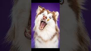 My dog cant catch treats