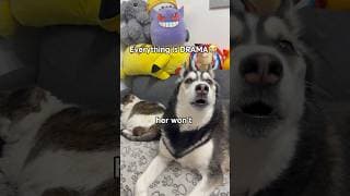 This Husky has had ENOUGH! 😳 #shorts #husky #cats
