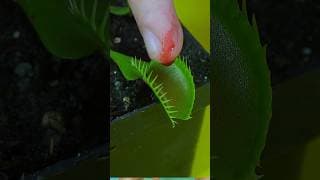 🩸Planta Carnivora VS Sangre humana🩸