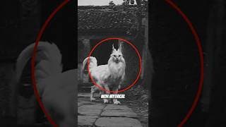 Top 3 Mythical Creature Ever Caught On Camera!