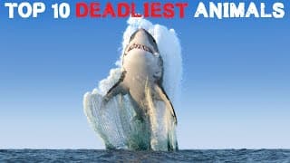 Top 10 Deadliest Animals (2022)