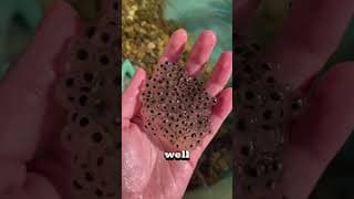 You NEVER guess what this is!🐸