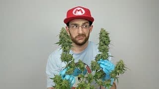 HARVESTING BIG AUTOFLOWER BUDS - HOW TO TRIM AND HANG DRY