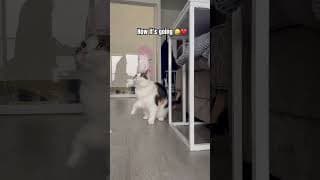 POV: you have a girl cat 🤣❤️