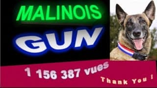 Malinois Incroyable- GUN, (langage des signes ) partie 1
