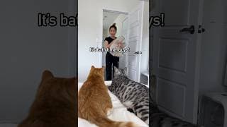 When your cat doesn’t like taking a bath 😹 #catshorts #catsfunny #shorts30 #spaday