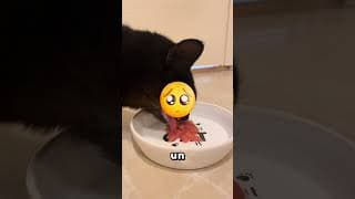 ¡Si ves este ciempiés gigante, aléjate de inmediato! 😱🐛