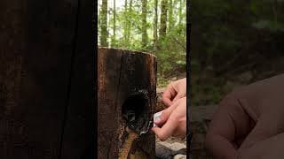 The girl found a unique place🏕 #camping #survival #bushcraft #outdoors