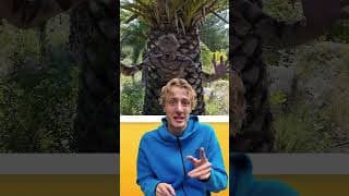 TOP 10 DES MEILLEURS CAMOUFLAGES