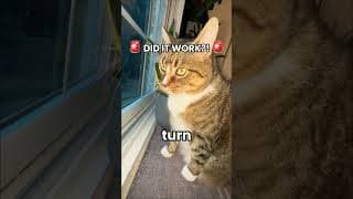 Can My New Cat Do This Crazy Like Button Secret?
