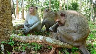 Daily life of family monkeys live at wild